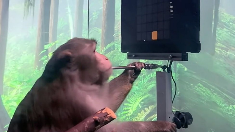 Már videojátékozni is tud az agychippel felturbózott majom - videó