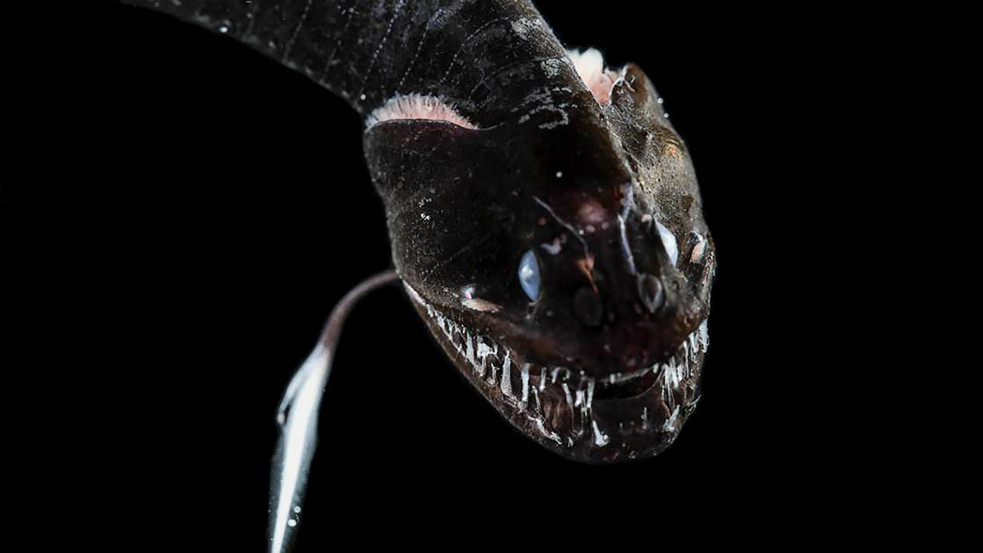 Felfedezés: elképesztően sötét élőlényekkel van tele az óceán mélye - fotók