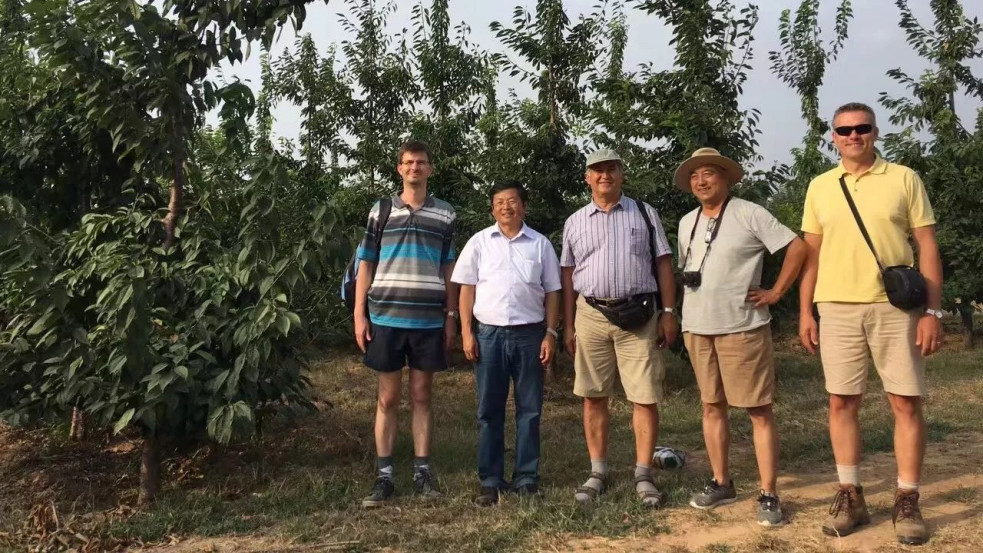 Magyar cseresznyetermelési technika segít a szegény kínai földművelők felzárkóztatásában (x)