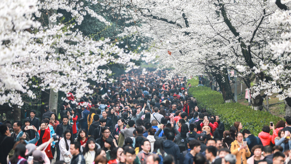 Cseresznyevirág-túrát szervez a Wuhan Egyetem a járvány ellen harcoló egészségügyi dolgozóknak (x)