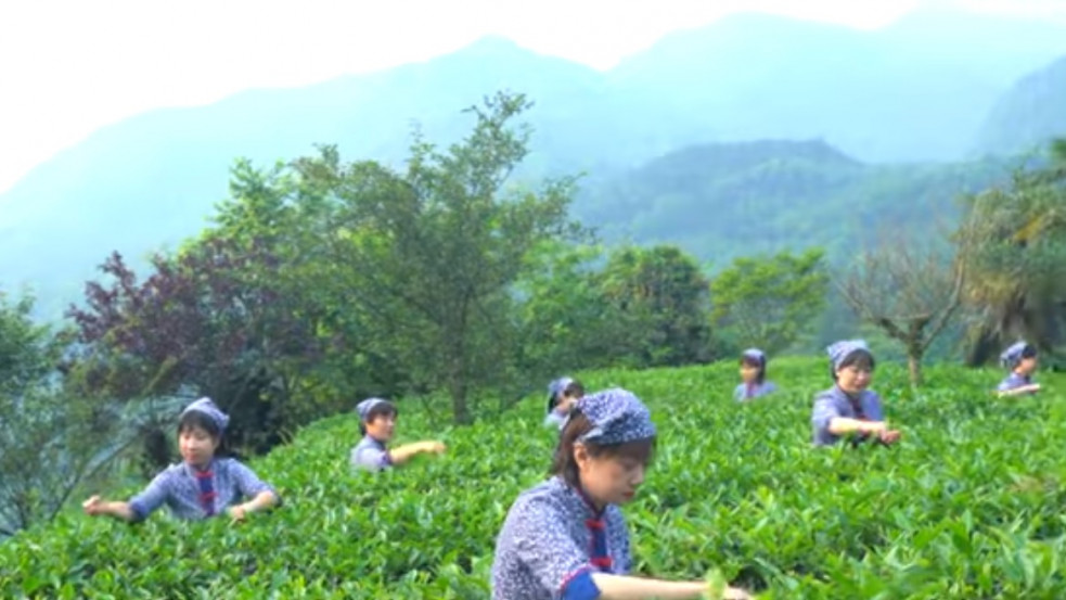 Kína, a teakultúra élőhelye (x)