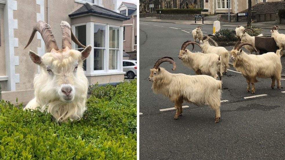 Kecskék foglalták el Wales kihalt utcáit