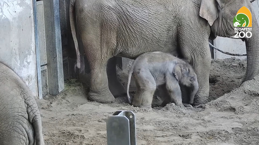 Napi cukiság: kiselefánt született a budapesti állatkertben - videó