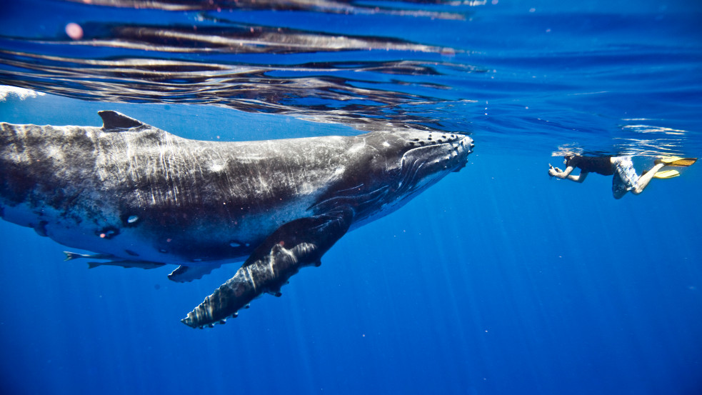 Jónás és a cethal újratöltve: egészben bekapta a bálna az amerikai búvárt, de az túlélte 