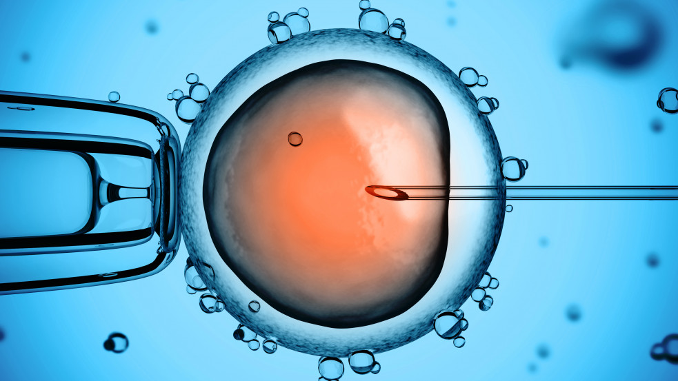 Feloldanák a korlátozást: mostantól jóval tovább mennének a tudósok az emberi embriókon való kísérletezésben