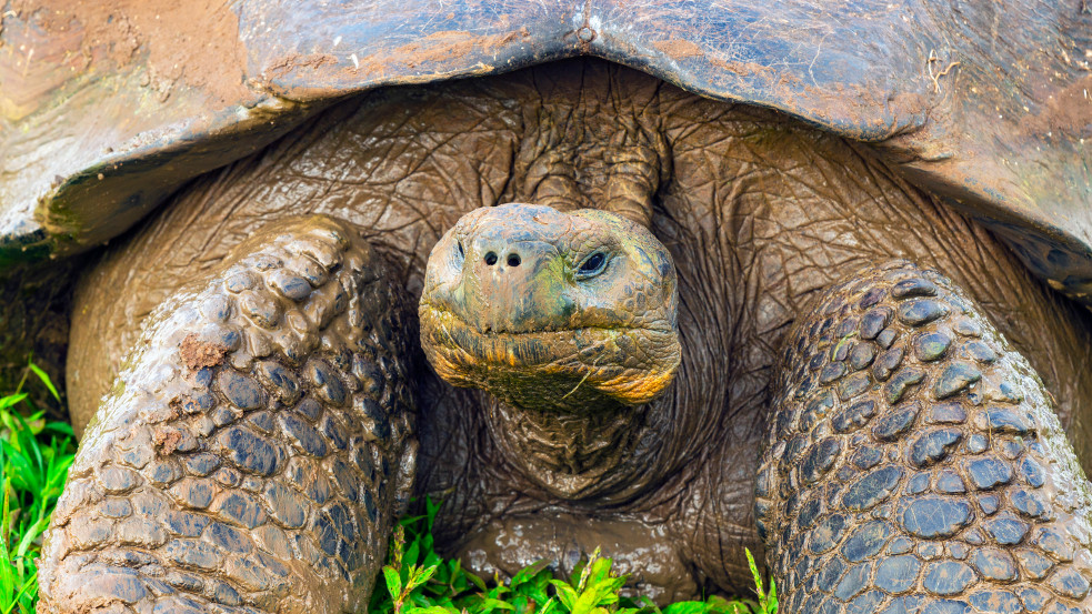Több mint száz éve kihaltnak hitt óriásteknősfajra bukkantak Galápagos-szigetén