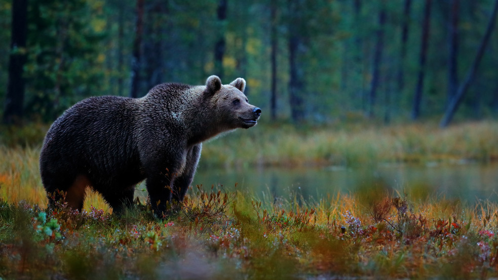 Liechtenstein hercegének sikerült kilőnie az Európai Unió legnagyobb védett barnamedvéjét