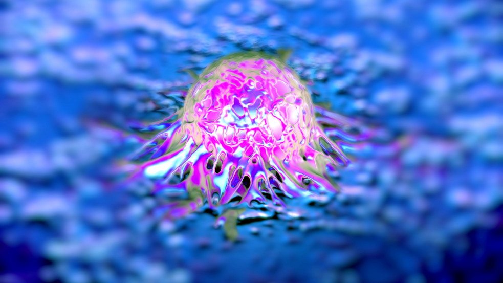Áttörés a rákkutatásban: az ELTE kutatói féregben reprodukálták a betegséget okozó mutációt