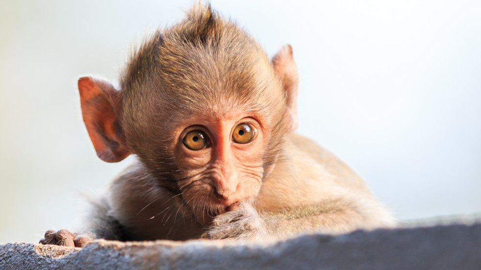 Életképes majomember kimérát hoztak létre, majd pusztítottak el egy kaliforniai kutatólaborban