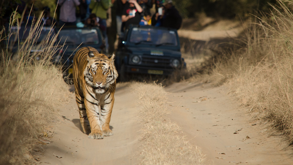 Húsz év után kapták el Tiger Habibot, aki 70 bengáli tigrist ölt meg 