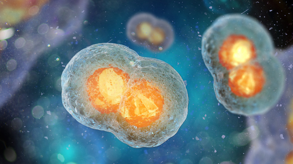 Emberi embriómodellt hoztak létre bőrsejtekből