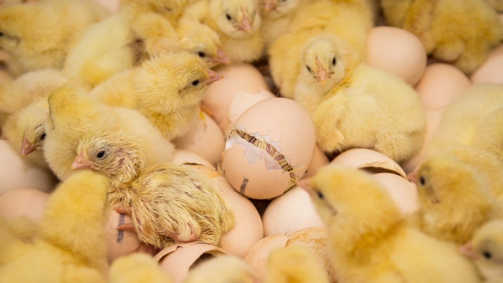 Németországban betiltják a tojások elpusztítását, mert a csibeembriók már a 7. naptól érezhetik a fájdalmat