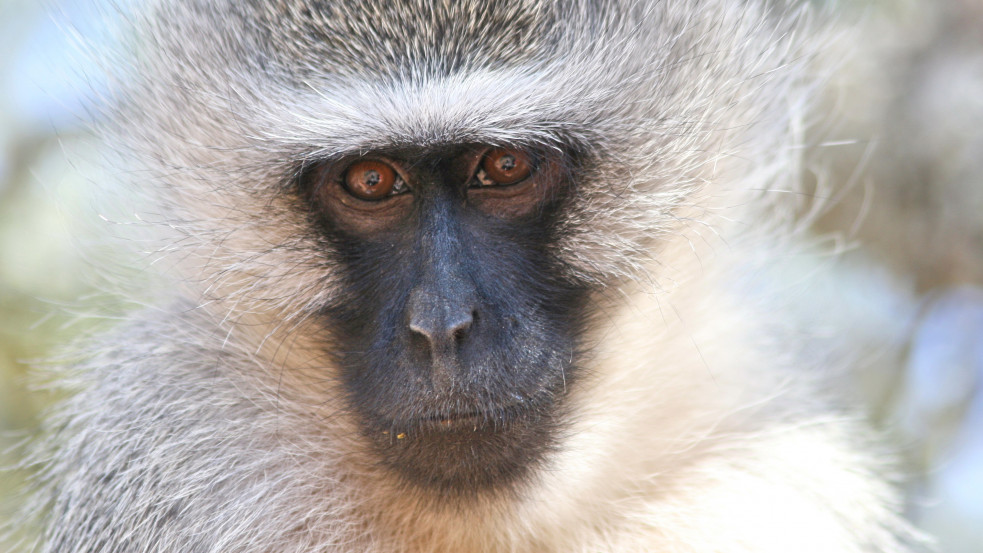 Majmok bolygója piciben: szökött cerkófmajmok alakítottak kolóniát a dél-floridai repülőtér mellett
