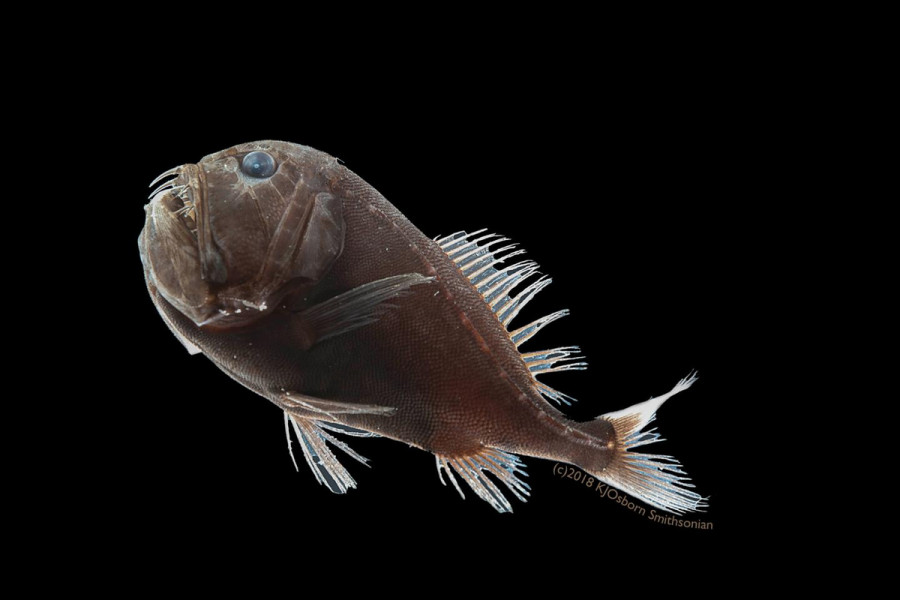 Mélytengeri agyaras hal, csak a képszerkesztés miatt tűnik barnának, amúgy feketébb, mint a korom. /Fotó: Karen Osborn, Smithsonian/