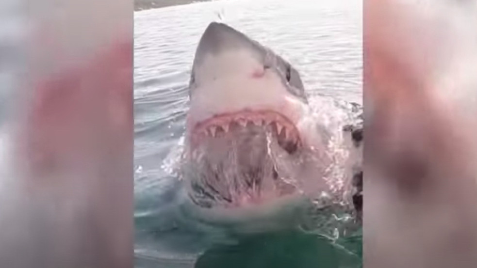 Elképesztő felvétel: turistahajóra akasztott csalira harapott egy nagy fehér cápa