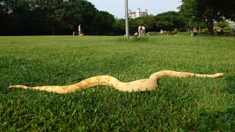 Óriási kígyót talált a kertjében egy budapesti férfi - nem tudni, mennyi ideje lehetett ott a hüllő