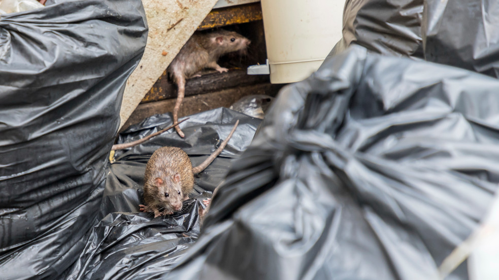 Új trend: annyi lett a patkány New Yorkban, hogy turistalátványosság kezd lenni