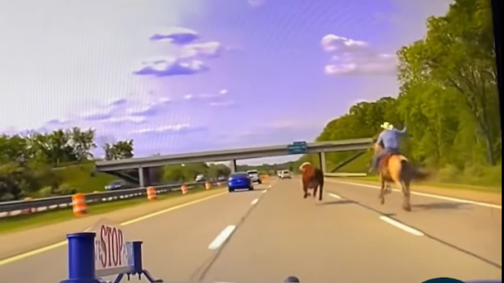 Videó: a michigani autópályára szökött egy bika, egy cowboy lasszóval fogta be