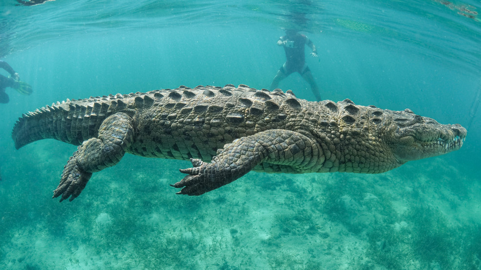Szétfeszítette a rá támadó krokodil száját, így menekült meg egy ausztrál búvár