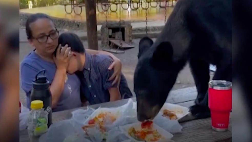 Hátborzongató videó: medve csatlakozott be egy mexikói család piknikjébe
