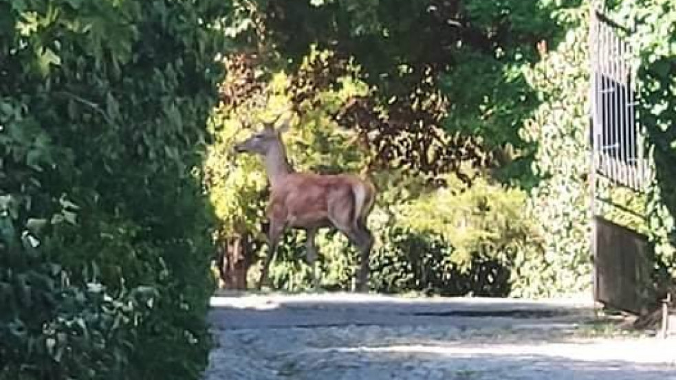 Szarvasbika kóborol(t) a Gellért-hegyen