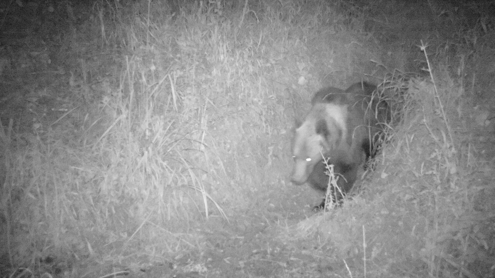 Medve barangol a Bükkben – ezt tanácsolják a szakemberek, hogy elkerüljük a találkozást 