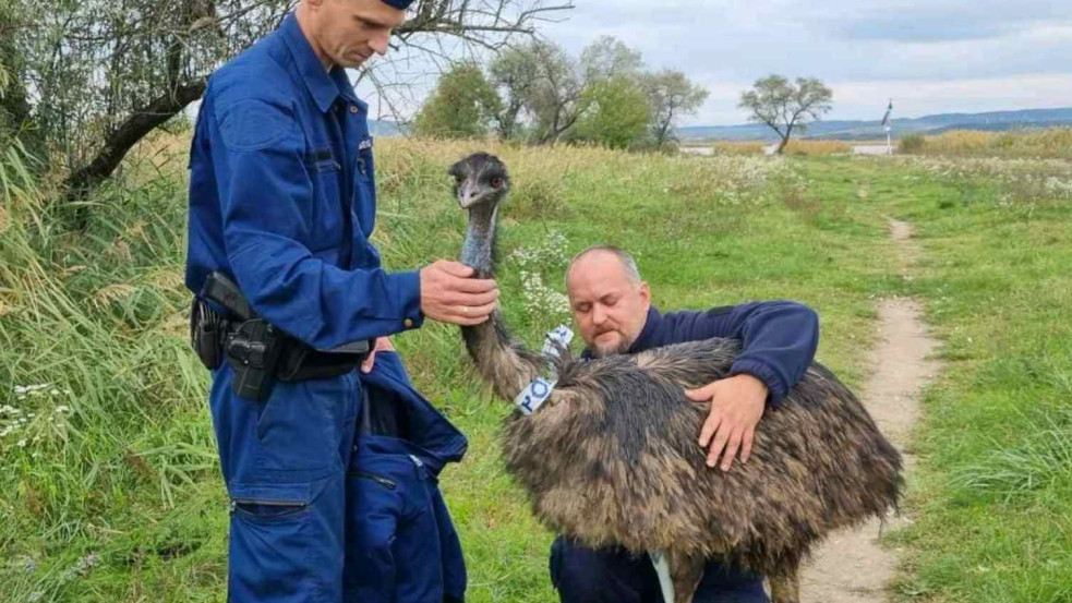 Fotó: Kóbor emut fogtak a rendőrök Gárdonyban