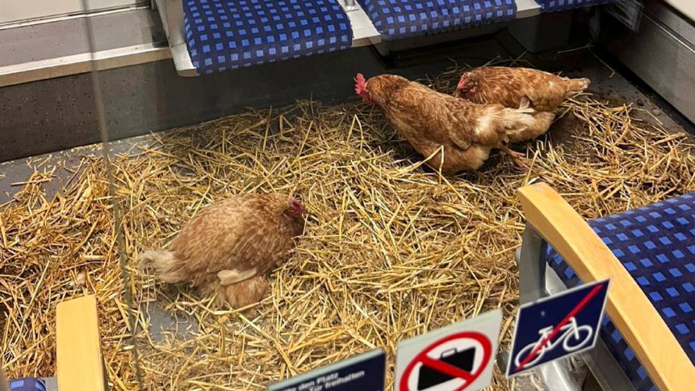 Fotó: Valaki sorsára hagyott három csirkét a kölni vonat első osztályán