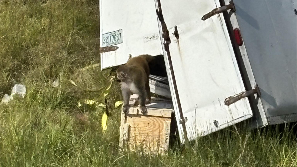 Fertőzött kísérleti majmok szöktek ki egy teherautóból Mississippiben egy baleset után