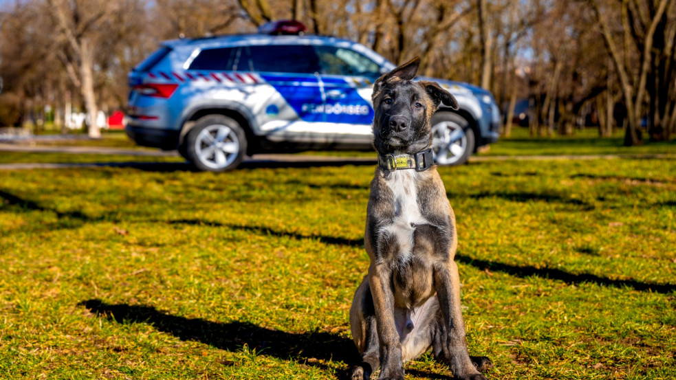 Életmentő fényjelzéseket adott le egy kutya Sopronban