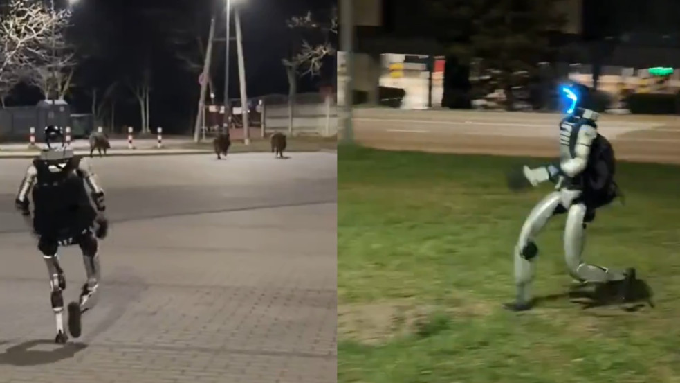 Videó: Humanoid robot vette üldözőbe a vaddisznókat Varsóban