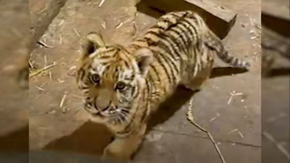 Tigriskölyköt talált a rendőrség egy tiszafüredi házban