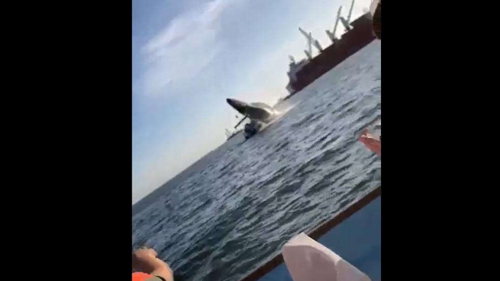 Bálna esett a hajóra Mexikóban, négy ember sérült meg