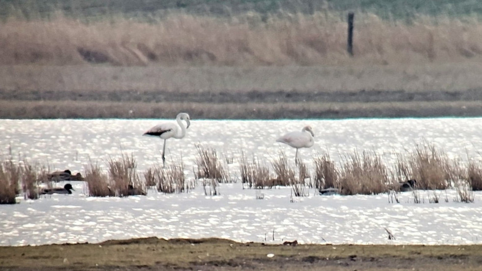 A fantompárduc után rózsás flamingók is felbukkantak Magyarországon