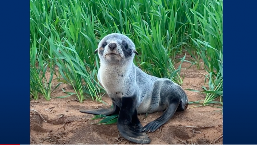 Bébifókát talált a földjén egy ausztrál gazda, rejtély, hogy került oda - videó