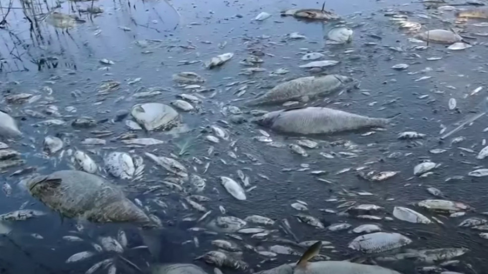 Rejtélyes mérgezés okozta közel száz tonna hal pusztulását a lengyel Odera folyóban