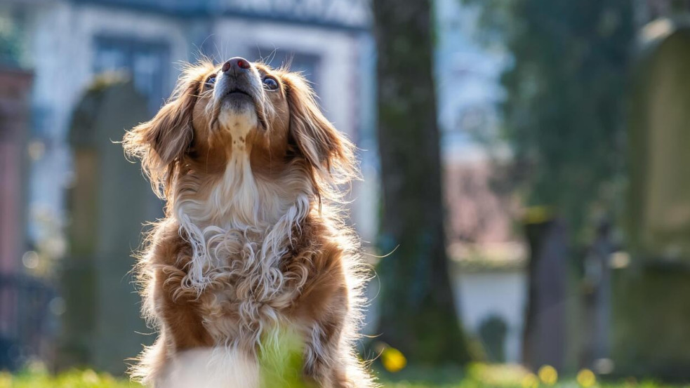 A kutyák táplálkozásának változásai és kihívásai (x)