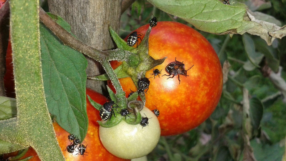 Természetes védekezés a poloskák ellen a kertben (x)