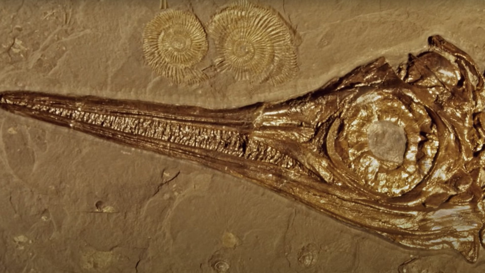 Chilében egy sértetlen embriót hordozó dinoszaurusz-fosszíliára bukkantak