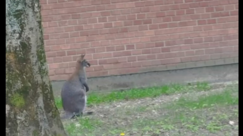 Videó: kengurut kergettek Ajkán a rendőrök
