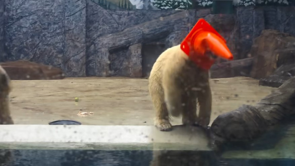 Bójából kalap lett: így buliznak a jegesmedve-bocsok Nyíregyházán