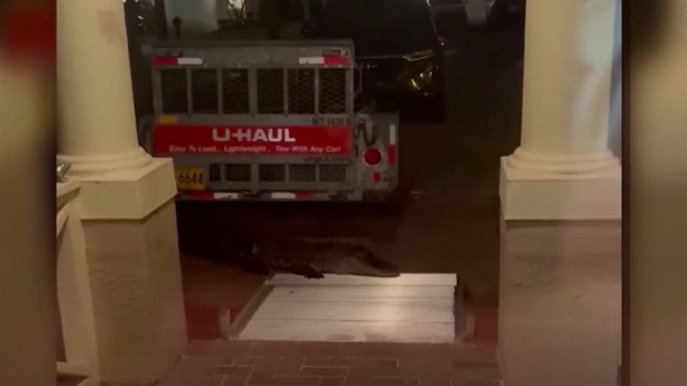 (18+) „Megragadta a lábam” - ajtót nyitott egy floridai férfi, megharapta egy aligátor - videó