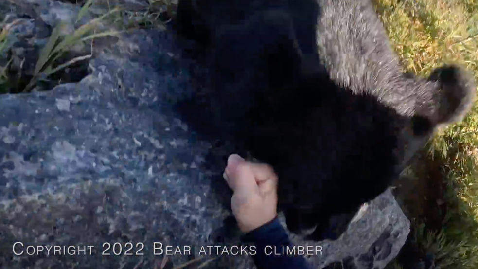 Medve támadt a hegymászóra, végig vette a kamera, mi történt ezután
