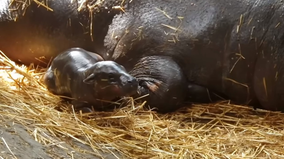 Napi cuki: törpe víziló született a Szegedi Vadasparkban - videó