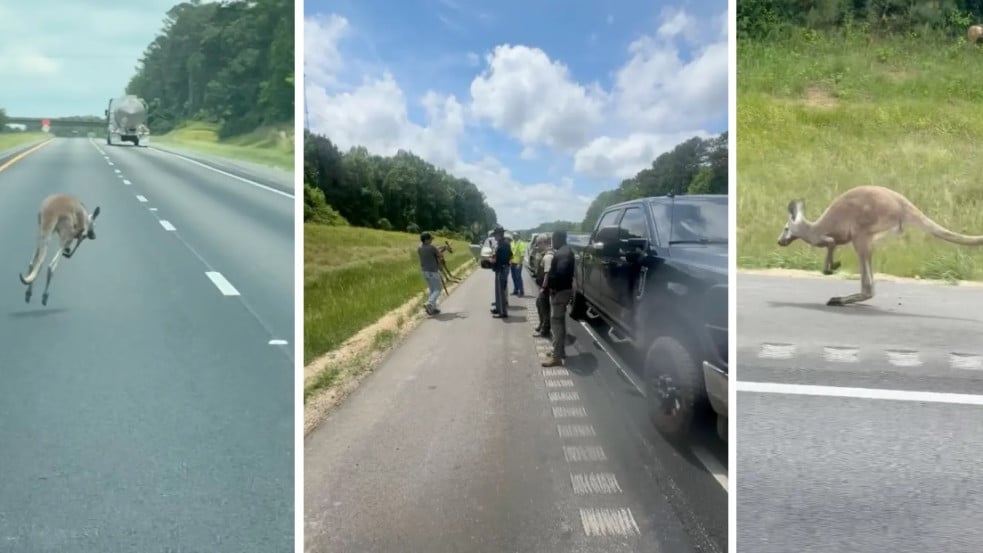 Elszabadult kenguru után indult hajsza egy alabamai autópályán - videó