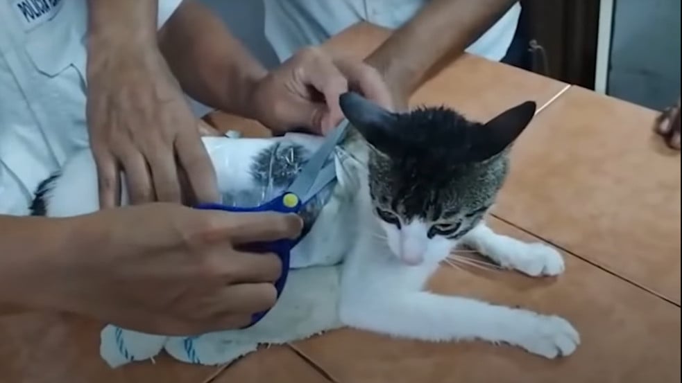 Videó: drogcsempész macskát csíptek el egy Costa Rica-i börtönnél
