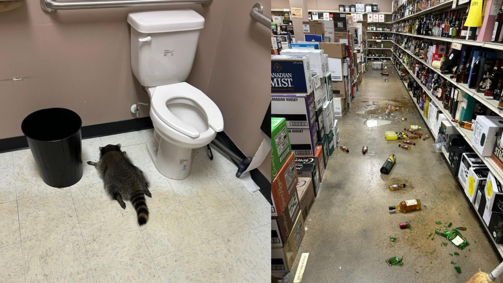 Csatak részeg mosómedve tombolt egy virginiai italboltban, a mosdóban találtak rá