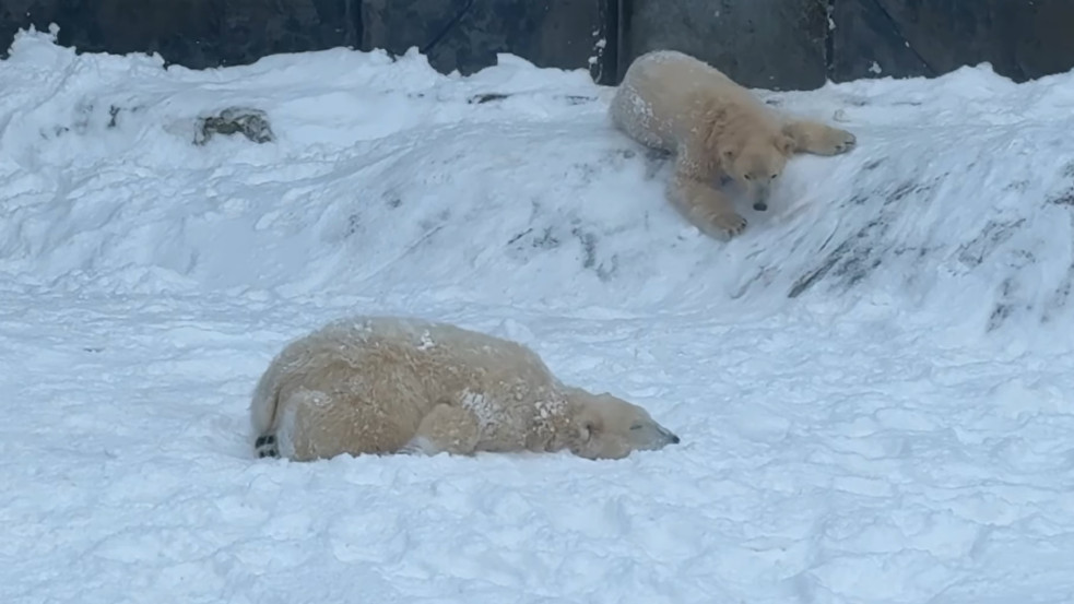 Videó: Így örülnek a nagy hónak a nyíregyházi jegesmedvebocsok