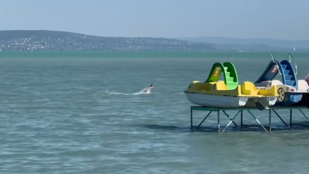Rendkívüli jelenetek: Balatonban vidáman ugrándozó őzet kaptak lencsevégre