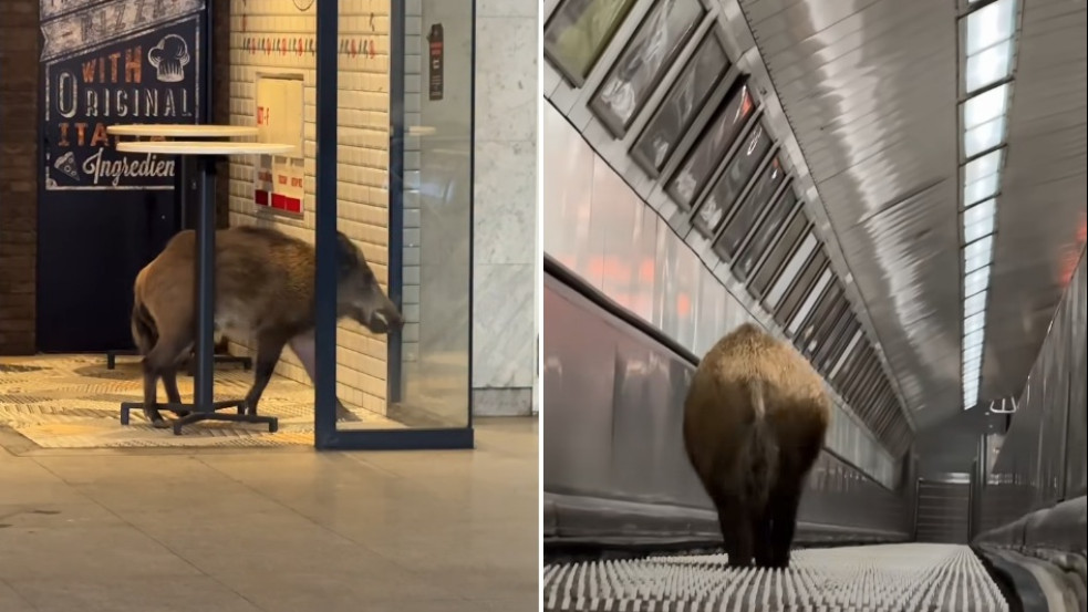 Vaddisznó-kaland: így jutott az állat a Kossuth téri metróállomásra